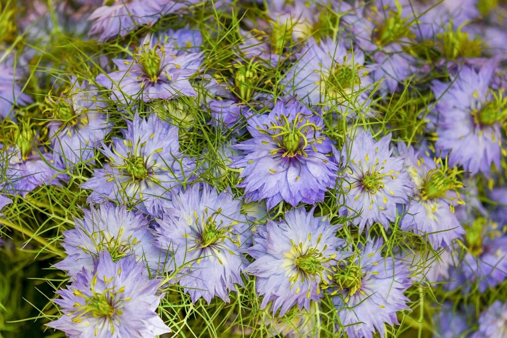 love-in-a-mist, flower wallpaper, flower background, flowers, blue flowers, blue petals, petals, blossom, bloom, flora, beautiful flowers, nature