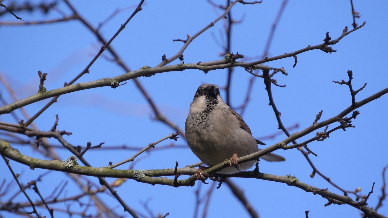 sparrow, bird on a branch, passer domesticus, birds in the spring, a bird in the bushes, sitting