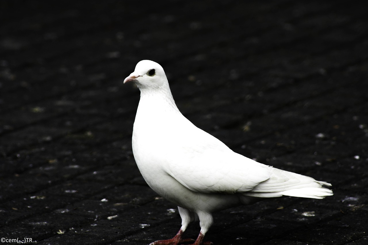 bloody, in, a bird