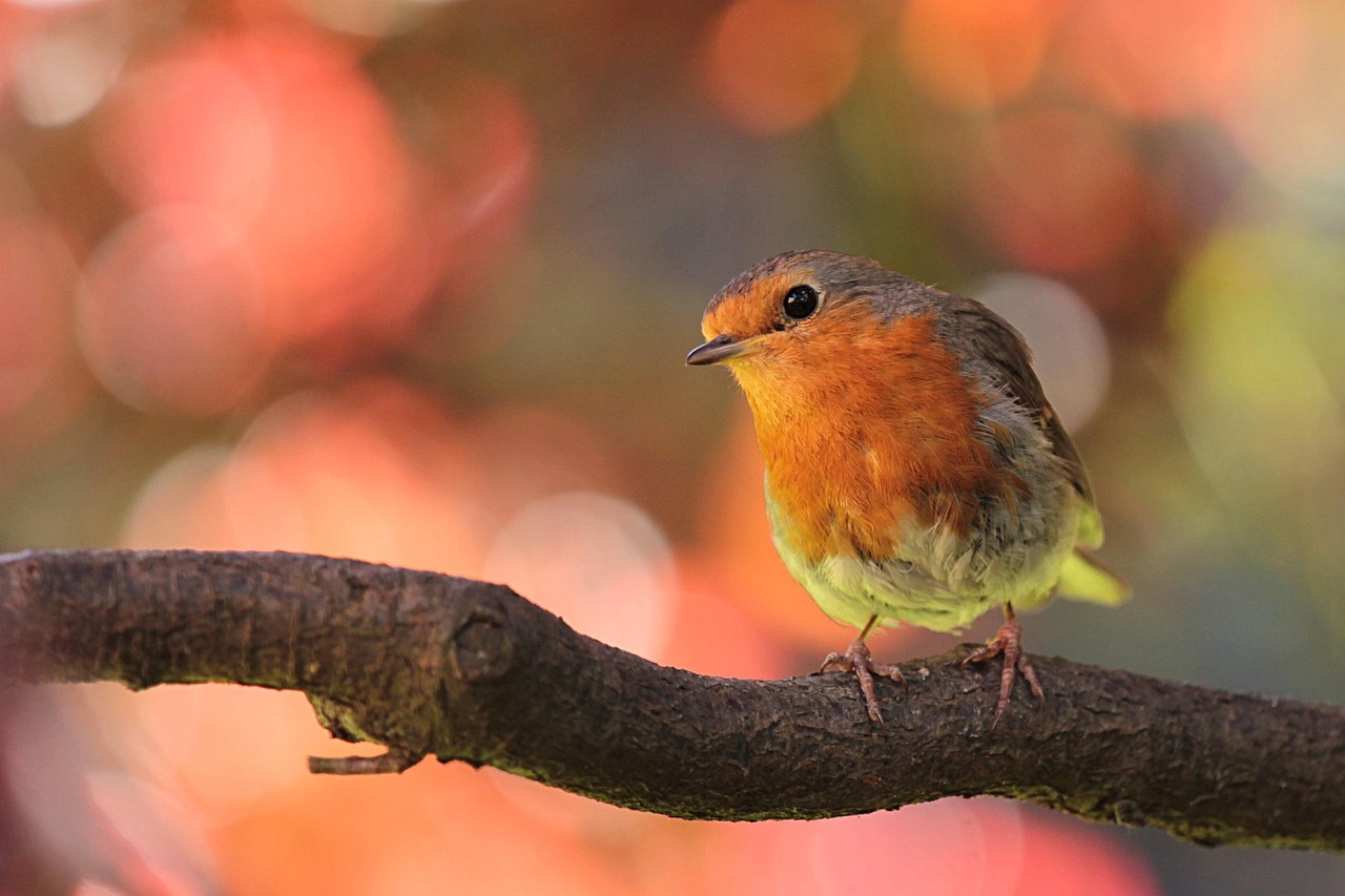 robin, bird, on ast, nature, in the garden