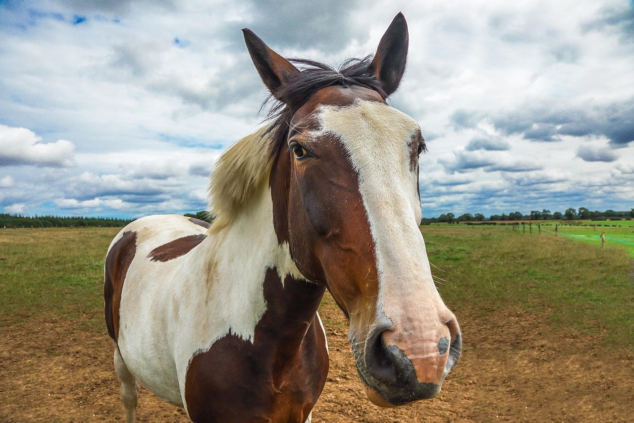 a horse, the animal, the farm, england