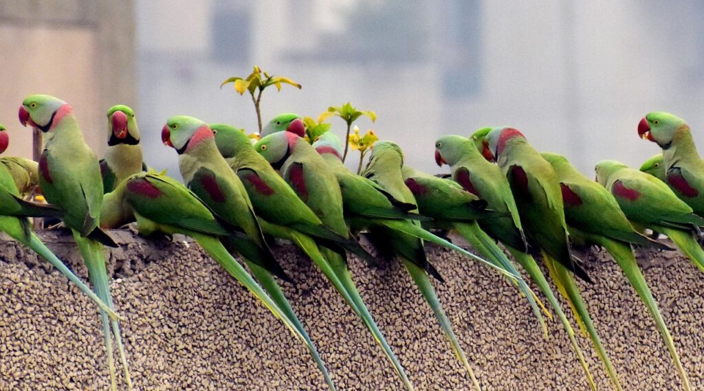 parrots, waiting in a row, breakfast time, nature, bird