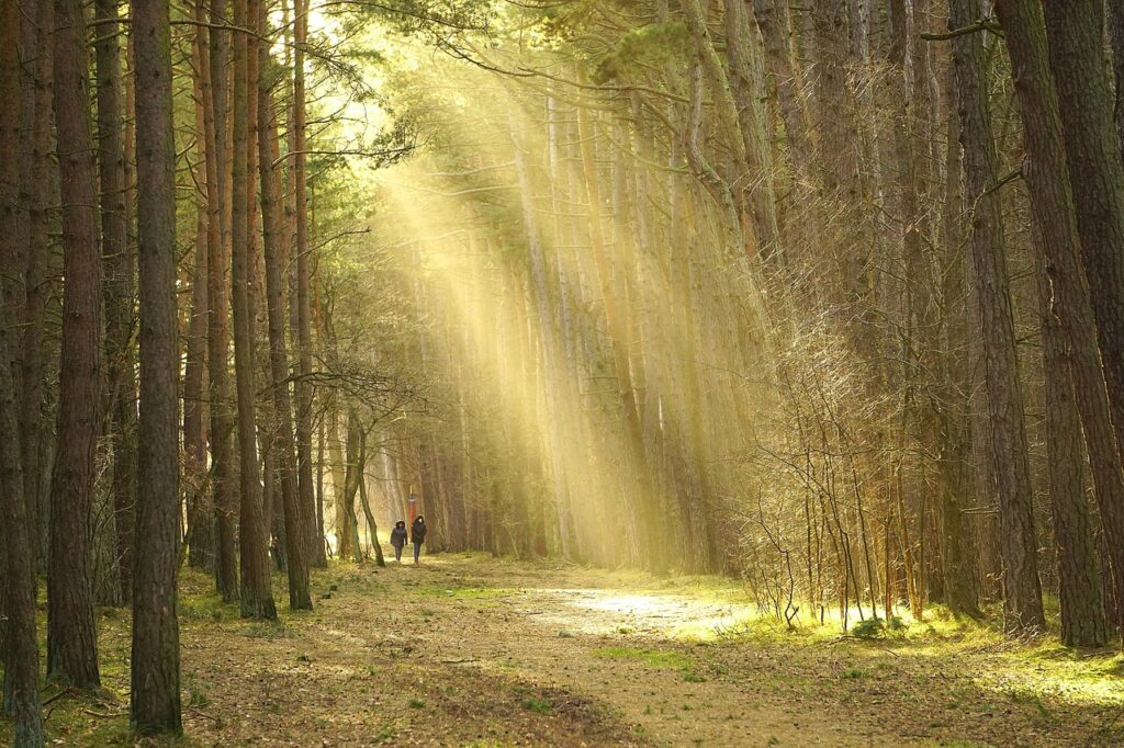 forest, trees, sunlight, the path, the road in the forest, track, nature, landscape, walk in the woods, forest road, hiking trail, couple on a walk, walk, couple together, relation, relaxation, oxygenate, rest, fresh air, the mask, covid, sunset, close up, forest, hiking trail, hiking trail, walk, relation, relation, rest, rest, fresh air, fresh air, fresh air, fresh air, fresh air