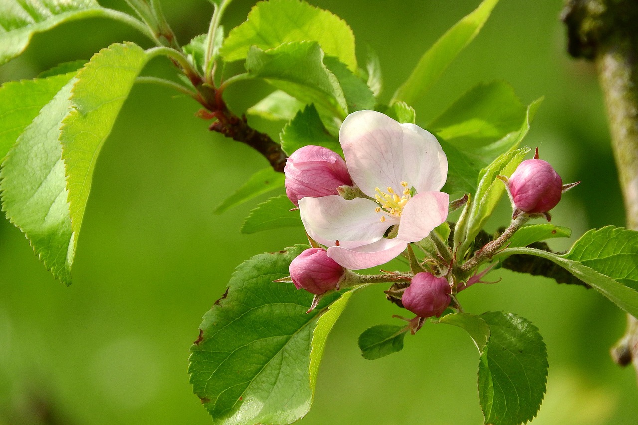 apple-blossom, a blossoming fruit tree, blooming apple tree, tree in blossom, pink flower, flower fruit tree