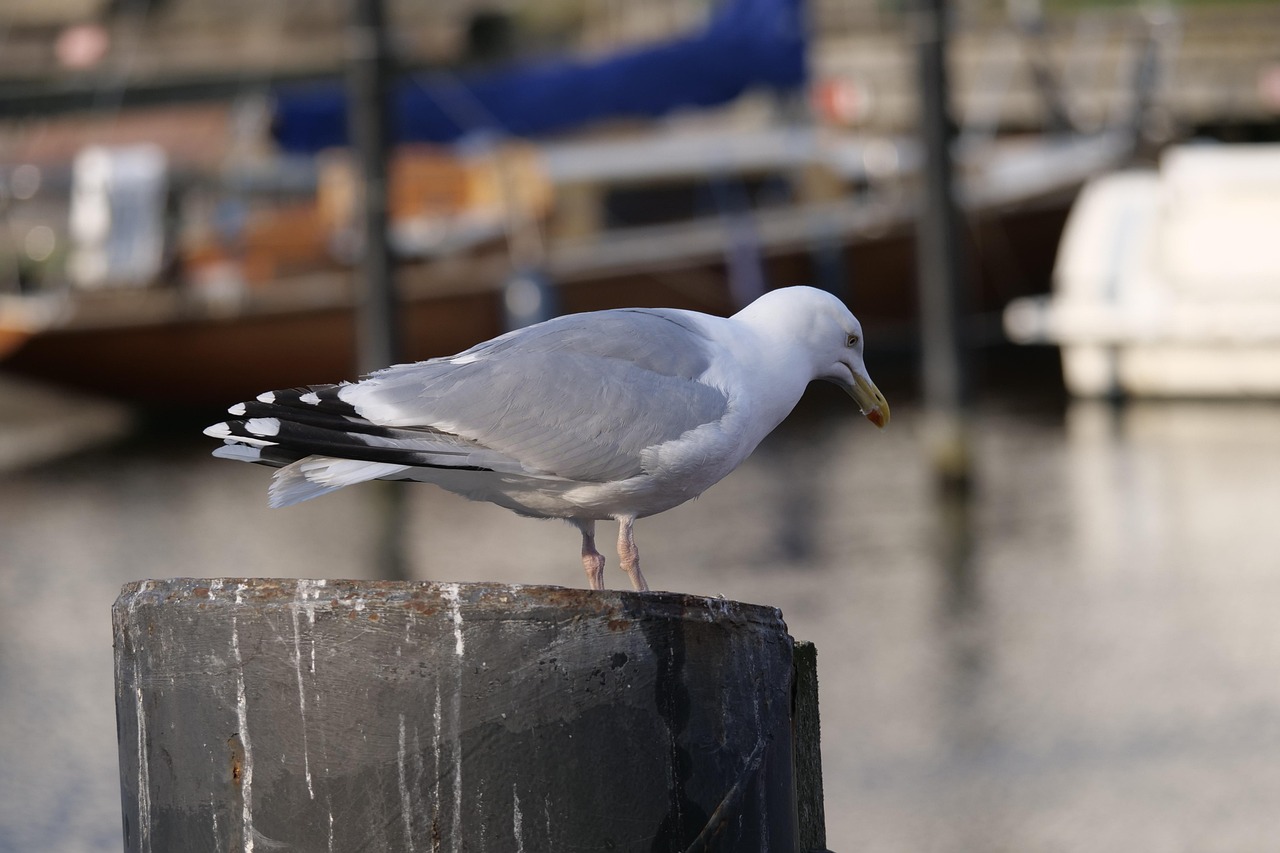 bird, gull, moeve, water, animal, waterfowl, warnemünde, old power, feathered, nature, looking for, age power-warnemünde