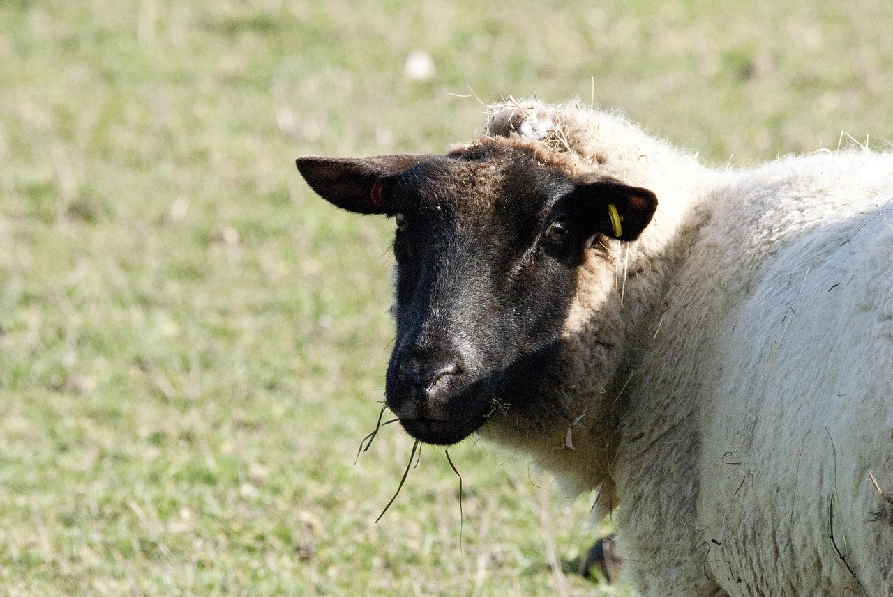 sheep, sheep sun bathing, mammal, sheep in a field, sheep in sun