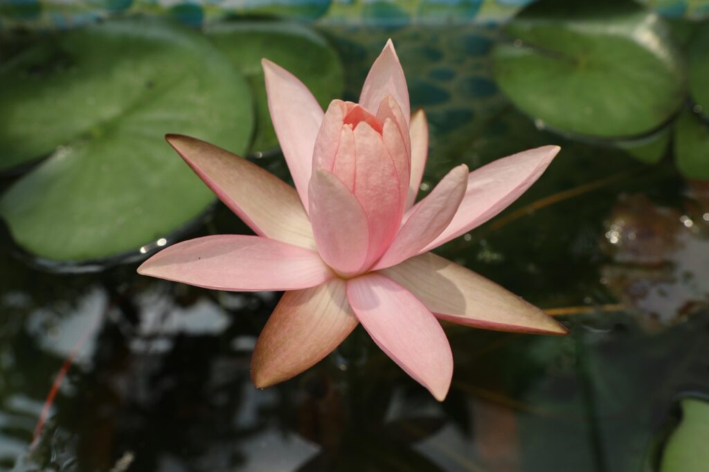 one lotus, orange flower, green, outdoor, leave, in middle, center point