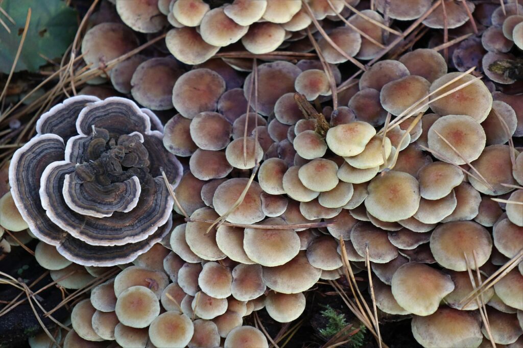 mushroom, a lot, collection, in the fall