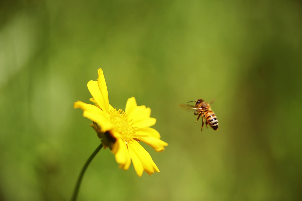 yellow flower, honeybee, in a instinct, naturally, always, honeybee, honeybee, honeybee, honeybee, honeybee