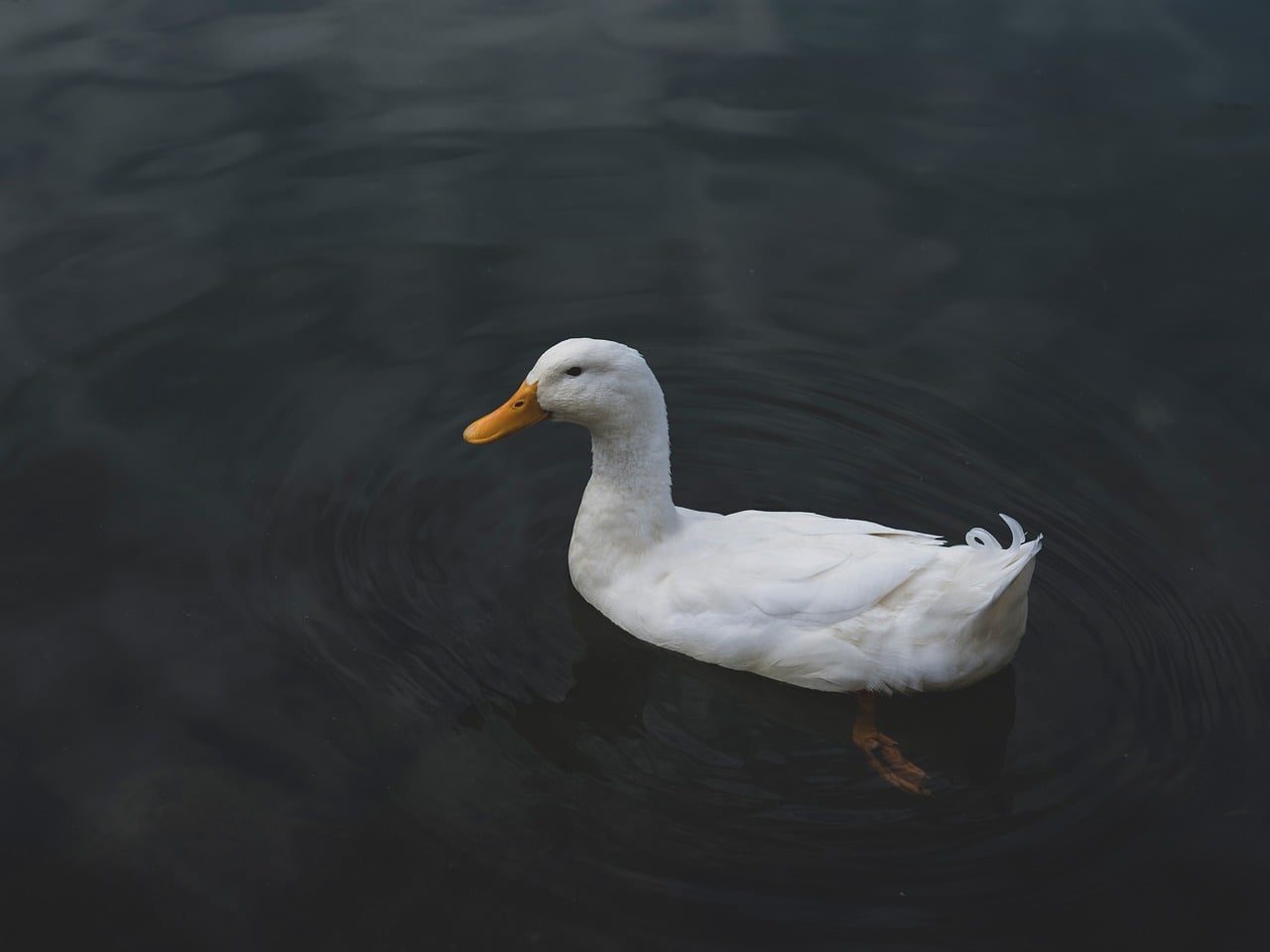 bird, duck, goose, nature, animal, ornithology, feathers, beak, fauna, spring, pond, river, forest, white, cute